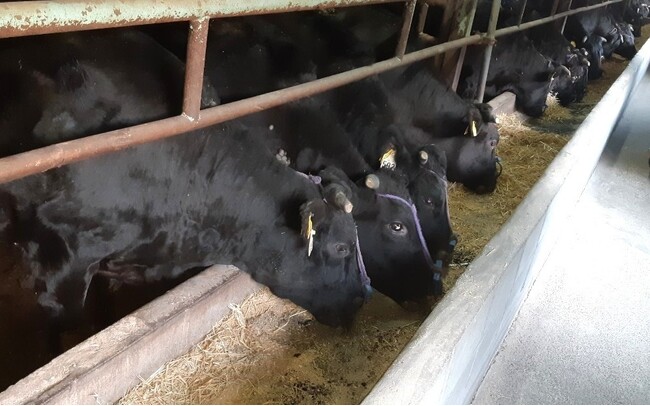 白鶴は清酒の副産物をアップサイクルした飼料「サケ炭（すみ）」で特許取得