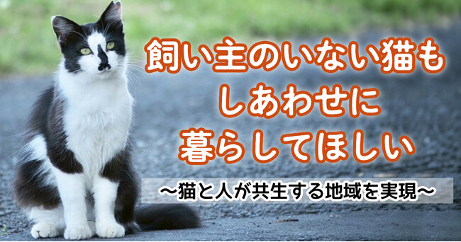 飼い主がいない猫もしあわせに暮らしてほしい！ 鹿児島県・霧島市でクラウドファンディング型ふるさと納税開始