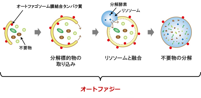 (株)成和化成　iVC HGAに老化細胞の若返り作用を確認