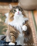 展示作品：しろあん