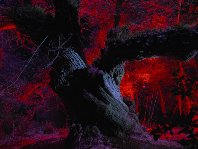 全世界から選ばれた　クリエイター15名の作品がついに完成！　富士フイルム 企画写真展　GFX Challenge Grant Program 2024