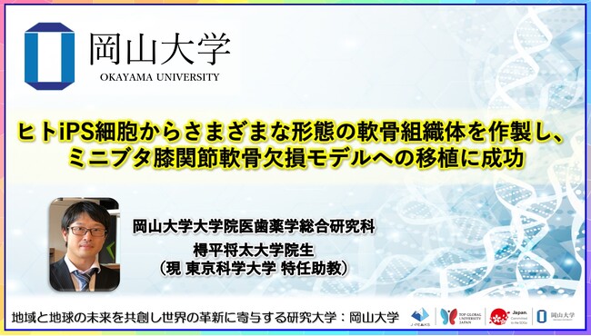 【岡山大学】ヒトiPS細胞からさまざまな形態の軟骨組織体を作製し、ミニブタ膝関節軟骨欠損モデルへの移植に成功