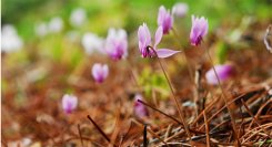 六甲高山植物園 原種シクラメン500株の群落「原種シクラメン展」開催