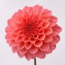 秋田県オリジナル品種の「NAMAHAGEダリア」 秋田県オリジナル品種の「NAMAHAGEダリア」