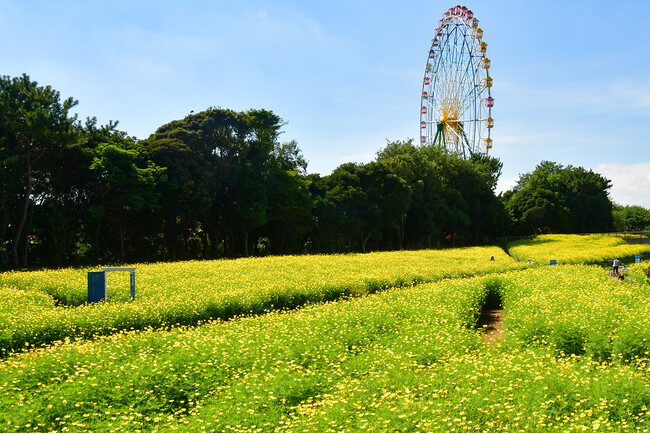 キバナコスモス “レモンブライト” が見頃を迎えています(国営ひたち海浜公園)