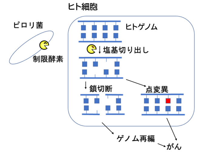 胃がんの“犯人”に新たな容疑者？ピロリ菌が持つ「DNAを傷つける酵素」ががん発症に関与の可能性