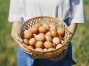 愛知県常滑市で、農場直送の新鮮卵
