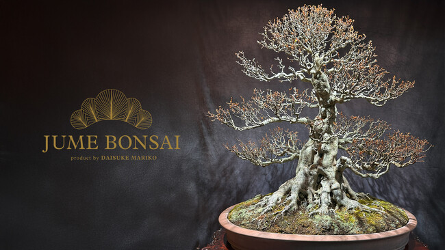 盆栽家が創り出す“命の記憶を造形する”アートプロジェクト「JUME BONSAI」を開始