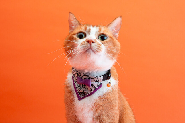 猫用首輪ブランド「ぽぽねこ」より、ハロウィン限定モデルが登場。