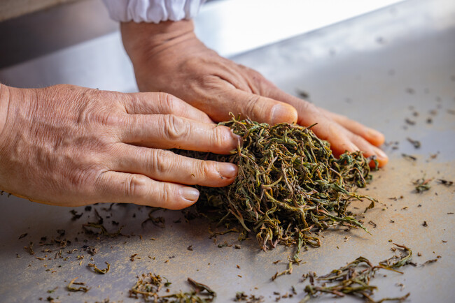 【界 遠州】手業のひととき「国の登録無形文化財『手揉み製茶』の技が息づく、和紅茶手揉み体験」開催