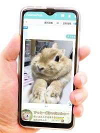 コロナ禍以降寄付減少、疲弊する動物保護現場　見るだけで支援になるSNSアプリ『AnimaPick』が新機能リリース