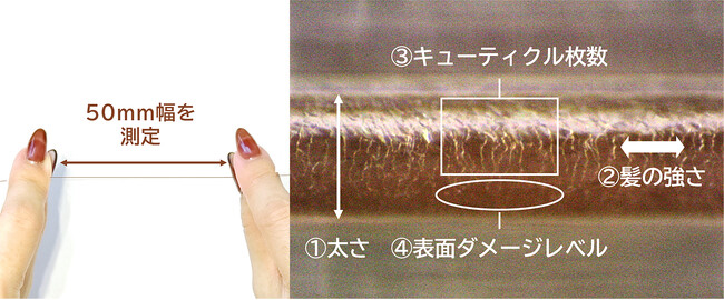 日本初、毛髪キューティクル診断システムを開発