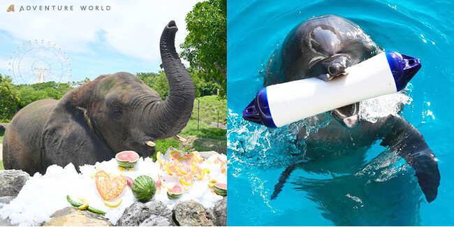 敬老の日イベント開催！開園当初から４７年間暮らすアフリカゾウ、国内最高齢のイルカにプレゼント