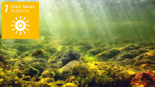 藻類の太陽光エネルギーの高効率な伝達状態を解明