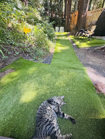 【千葉・富津】都心から70分、森を貸し切る究極の癒し体験和心村、日帰りプラン「森のBBQ＆サウナ」を販売開始。多忙な現代人に究極の癒しとリフレッシュを提供します。