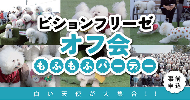 白い天使が大集合!?ビションフリーゼの特別オフ会【 もふもふパーティ】9/23(火・祝)に開催決定！