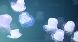 【滋賀県限定】オフィス・医療施設・ショールーム・飲食店に癒しの空間演出を。人工クラゲ水槽「無料導入相談」を2025年10月下旬まで受付中｜想芸館