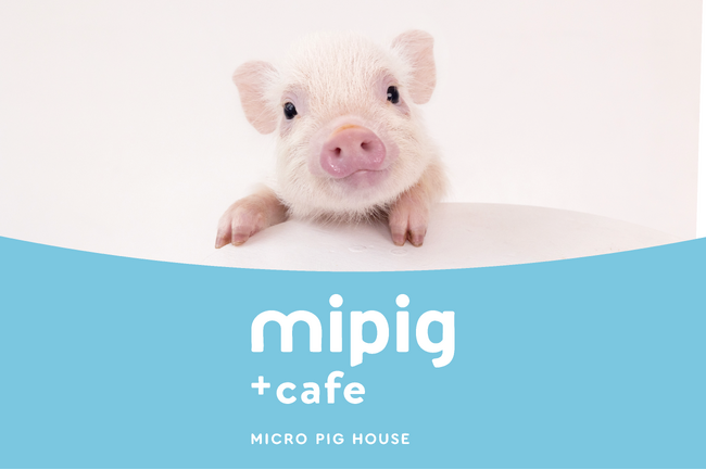 累計20店舗目！マイクロブタカフェ『mipig cafe』横浜と栃木に新たな2店舗をオープン予定