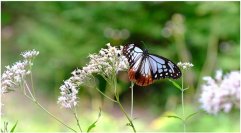 秋を連れてくる“渡り蝶”「アサギマダラ」が六甲高山植物園に飛来！