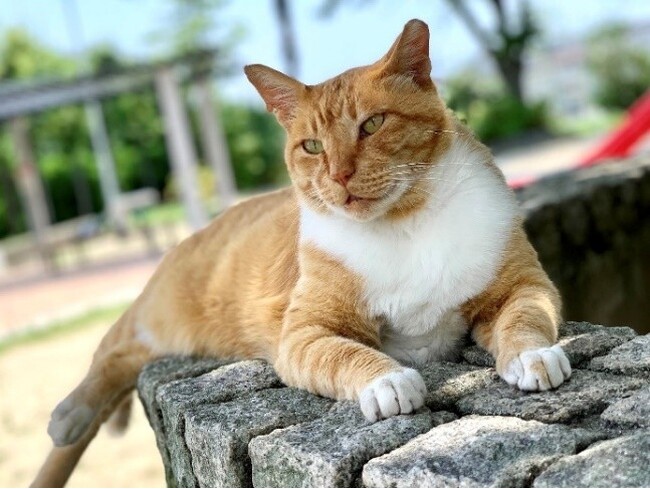 のら猫に避妊・去勢手術を