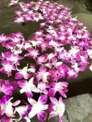 デンファレ風呂 デンファレ風呂