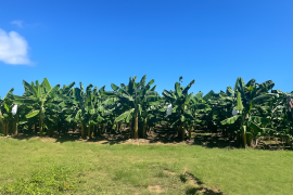 ブルートファーム ブルートファーム