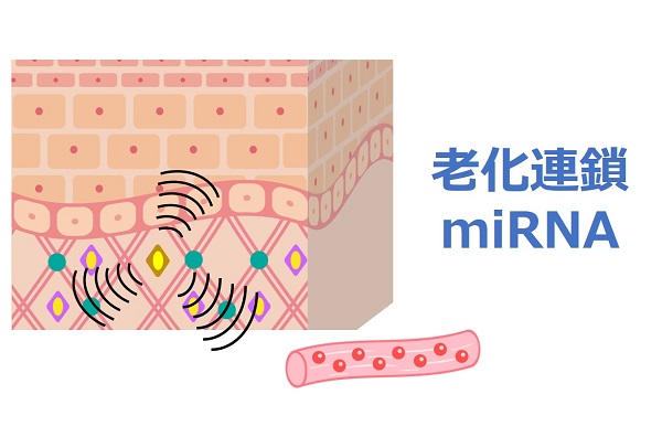 肌の老化を拡げる「老化連鎖miRNA」を発見