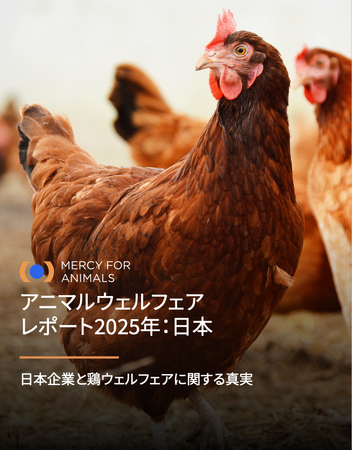 ケージフリーレポート、日本の食品業界に改善の余地を指摘
