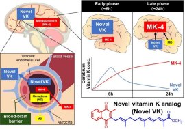 ビタミンK誘導体はMK-4に変換される。図中のグラフは、投与後24時間経過し誘導体の濃度が減衰した後でも、MK-4の濃度が高まっていることを示す ビタミンK誘導体はMK-4に変換される。図中のグラフは、投与後24時間経過し誘導体の濃度が減衰した後でも、MK-4の濃度が高まっていることを示す