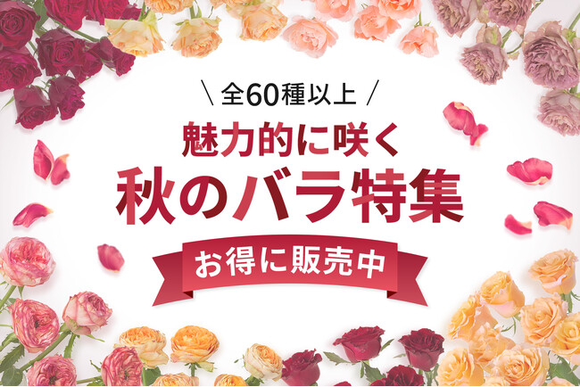 【全60種以上】秋バラ特集を9月16日～開始！｜花の卸通販フラワースミスマーケット