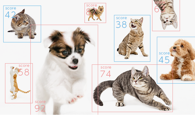 ペットの動画から感情を判定するAIシステム、日本に続きアメリカでも特許を取得