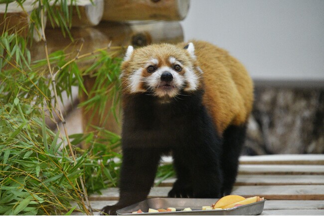 レッサーパンダへのプレゼント＆エデュテイナーによるトークイベント開催　２０２５年９月２０日（土）国際レッサーパンダデー