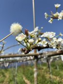 宇宙から戻ってきた花粉を用いた受粉の様子(2025年3月) 宇宙から戻ってきた花粉を用いた受粉の様子(2025年3月)