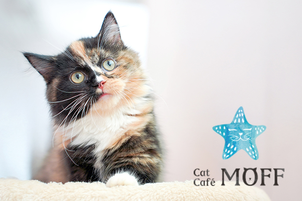 【長野県初出店】『Cat Cafe MOFF イオンモール須坂店』　　　10月3日（金）グランドオープン！
