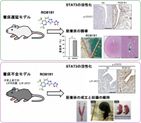 【麻布大学】受精卵（胚）の着床を誘導する効果的な化合物を発見～ヒトの不妊症や産業動物の低受胎への治療に貢献～