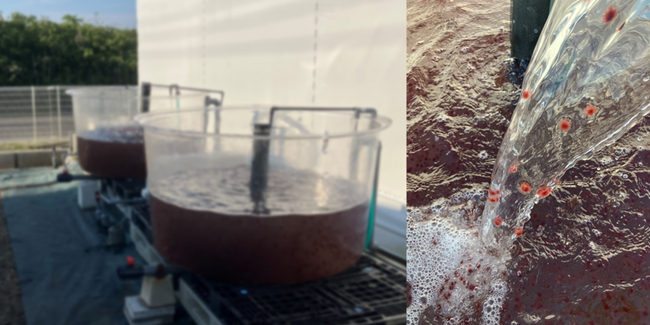 アルヌール、千葉県いすみ市での陸上養殖でカギケノリの初収穫！