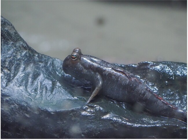 【上越市立水族博物館 うみがたり】１０月６日は中秋の名月『お月見水槽』【２０２５年９月２５日（木）～１０月１３日（月・祝）】