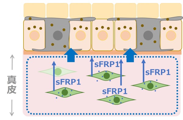 真皮の抗シミ因子「sFRP1」を発見　～真皮の細胞老化による新たなシミ形成メカニズムを解明～