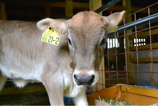 福島発、国内0.1%台の幻の乳牛で持続可能な酪農を！牛一頭ヨーグルト＆プレミアムチーズ開発に向けクラファン挑戦