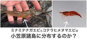 小笠原諸島に淡水エビ類は何種　定説10種を野外と文献の調査・博物館標本から再検討 -- 摂南大学