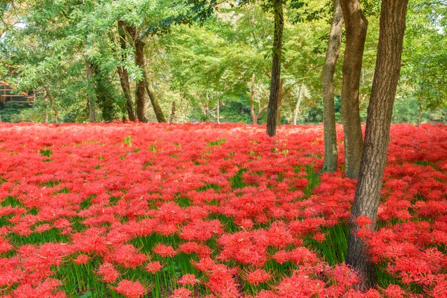 休暇村奥武蔵では、「巾着田曼珠沙華の里観賞体験宿泊プラン」を9月24日より販売開始　～専用バスで直行、約500万本の曼珠沙華が織りなす赤い絨毯を満喫～