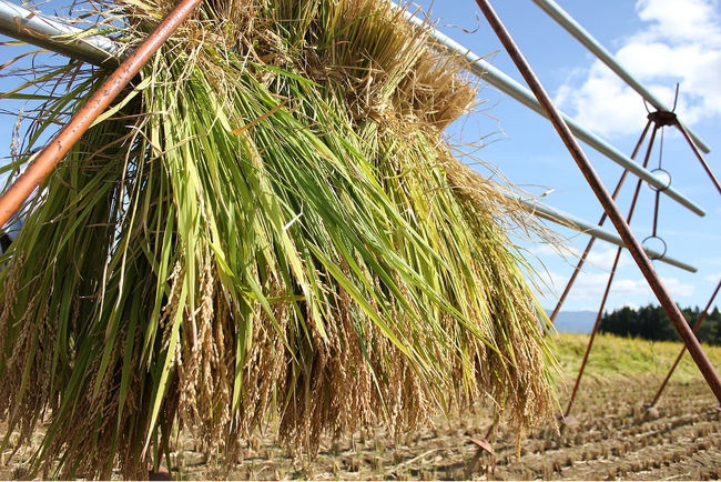 ホテルオリジナルブランド「星空米」稲刈り体験ツアーを開催！