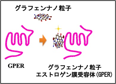 エストロゲン膜受容体の人工合成と反応物質検出系の確立 ―新規医薬品の発見に向けて―