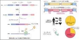 【横浜市立大学】ユーグレナにおけるイントロンの非従来型配列規則を解明