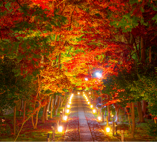 京都紅葉隠れスポット　嵐山　鹿王院夜の特別拝観２０２５