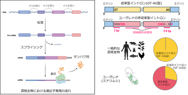 ユーグレナにおけるイントロンの非従来型配列規則を解明
