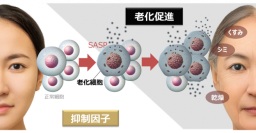 老化の連鎖を制御
～肌老化を加速させるSASPの抑制因子を特定～