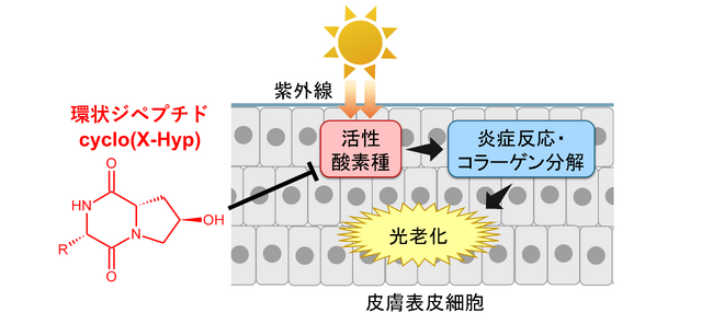 コラーゲン由来環状ジペプチド「cyclo(X-Hyp)」の高い光老化抑制作用と皮膚透過性を確認