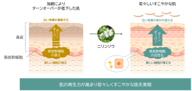 「ニリンソウ」が肌の再生力を高め若々しい状態に導くことを発見