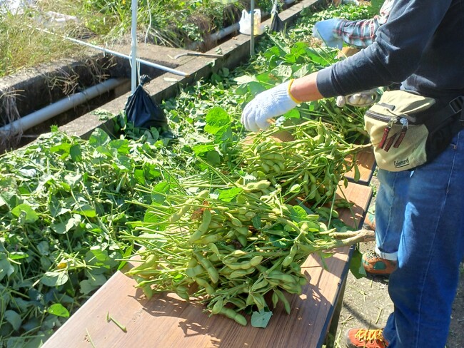 【JAF奈良】JAFデーin河合町 黒豆&さつまいも収穫体験イベント開催